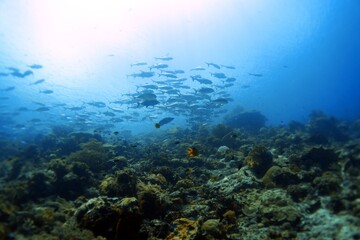 underwater scene with reef