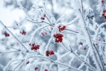 Frosty Viburnum Berries Close-Up, Floridsdorf, Vienna, Austria - winter botanic scene