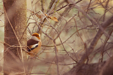 Adult Hawfinch (Coccothraustes) spotted in Floridsdorf garden, Vienna 1210, Austria, February winter day - Europe's capital birdlife.