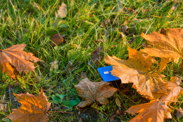 A blue plastic card lies on the grass under a yellow maple leaf. Autumn leaf fall.