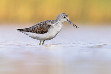 Common greenshank walking in shallow coastal water of Waddensea.