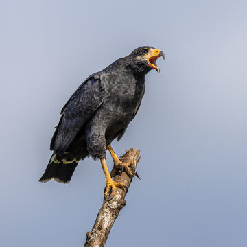 Common Black Hawk on branch