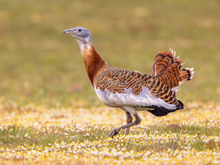 Great Bustard Walking in Grassland