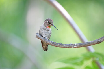 Anna's hummingbird perched on a branch with a green background