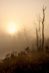 Foggy Morning at the Ponds 01