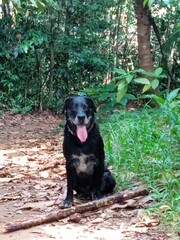 Un beau chien noir assis dans la forêt