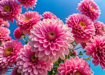 Fototapeta premium Aerial View of Pink Flowers Against Clear Sky