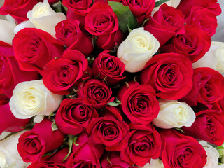 Buds of fresh red and white rose flowers close-up throughout the frame as a holiday gift. View from above