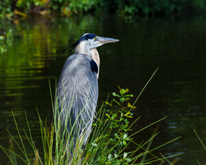 Great Blue Heron