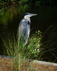 Great Blue Heron