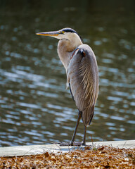 Great Blue Heron