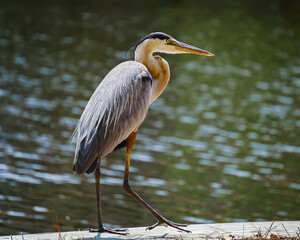 Great Blue Heron
