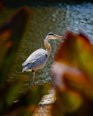 Great Blue Heron