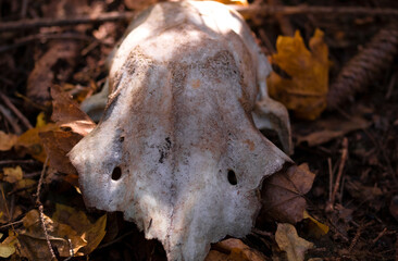 Mammal skull on forest floor