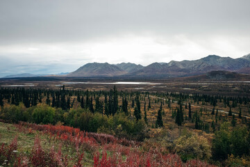 Aerial view of colorful fall trees and conifers at Denali national park in Alaska.