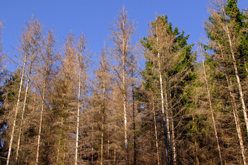 Autumn in the forest, row of pine trees, abstract background