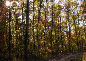Autumn in the forest, colorful leaves