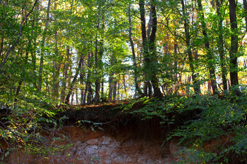 Obraz premium Autumn in the forest, colorful leaves