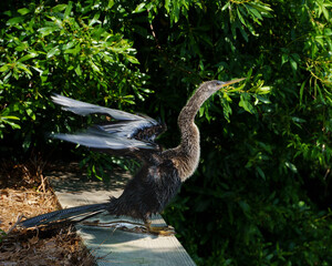 Anhinga