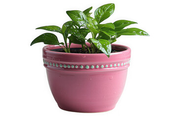 Obraz premium Pink self-watering pot isolated on transparent background, png file, no background png file
