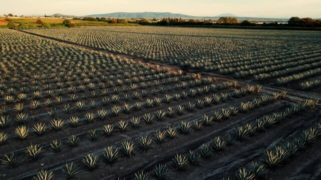 Paisaje agavero Tequila Tequilana weber planta de maguey vista aerea de los campos de plantacion y cosecha del agave para la industria del tequila