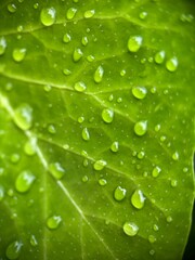 green leaf with water drops