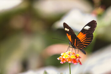 Schmetterling