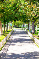 Walking path in the park. Stone path surrounded by trees and greenery. Nature in city.