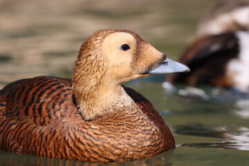 Spectacled Eider (Somateria fischeri) hen up close and pesonal.
