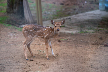 A Young Fawn Whitetail Deer in Lembang pine forest. 