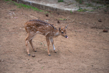 A Young Fawn Whitetail Deer in Lembang pine forest. 
