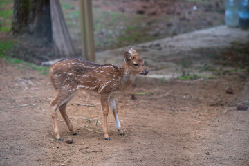 A Young Fawn Whitetail Deer in Lembang pine forest. 