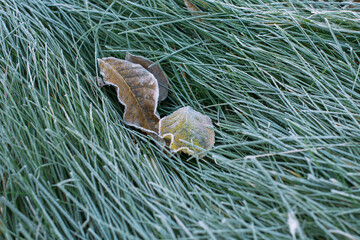Green silky grass in hoarfrost. Autumn leaves on a frosty morning close-up. the first frosts. Frosty natural background. Late autumn.
