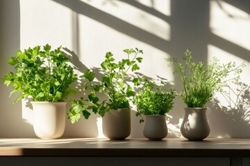 Fototapeta premium A collection of various herbs, including parsley and coriander, growing in small pots on a sunlit shelf, casting soft shadows on a white background.