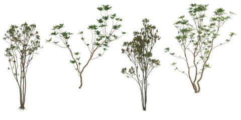 Obraz premium 3d rendering of Trees isolated on transparent background