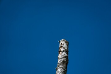 A birch tree with a swallow flying out of the nest