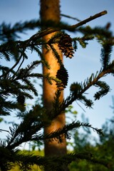 tree