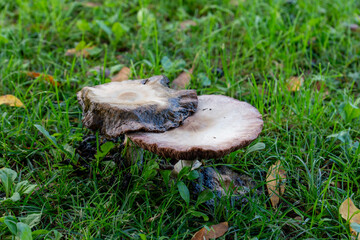 Polyporus est un genre de champignons basidiomycètes de la famille des Polyporaceae qui ce trouve en Italie du sud.