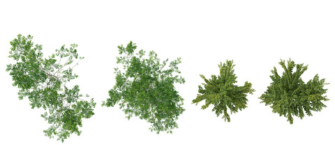 Obraz premium collection of Fraxinus lanuginosa,Ulmus hollandica trees isolated on white background from top view