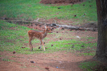 A Young Fawn Whitetail Deer in Lembang pine forest. 