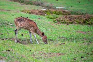 Fallow deer doe (female). White Tailed Fallow deer stands near flowers in a garden
