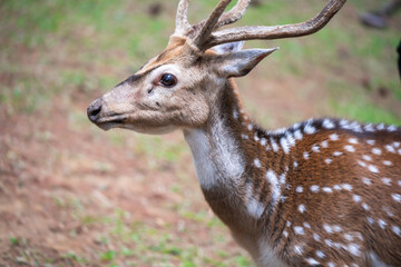Portrait of majestic red deer stag. Have a hart red deer stag.