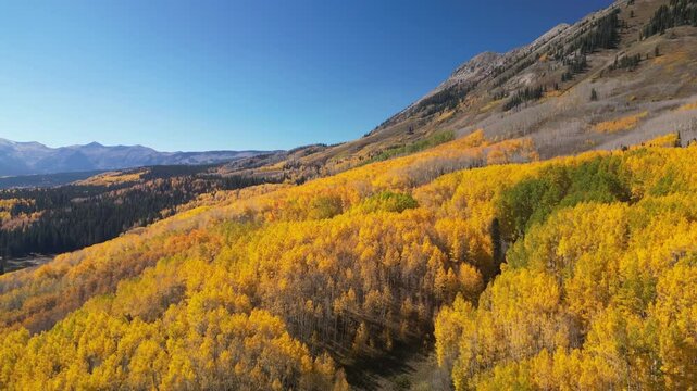 Aerial video of Colorado's fall colors including Kebler Pass near Crested Butte.