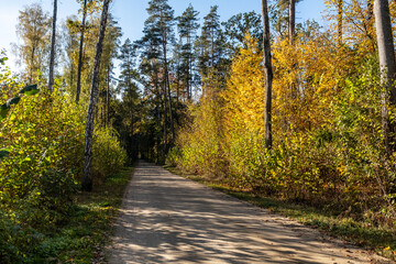 Autumn in the Białowieża Forest in Poland