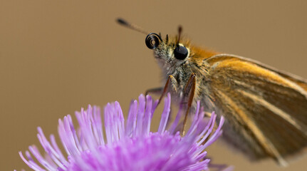 butterfly on a flower