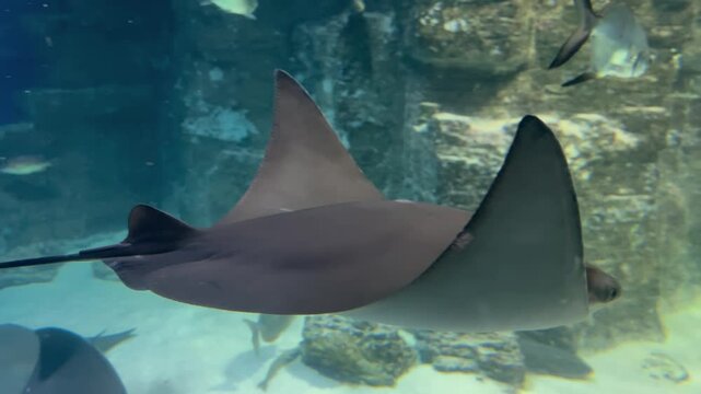 Closeup on stingray fish swim in water of giant aquarium. Ocean museum with different marine animals