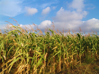 Naklejka premium Granturco pannocchie