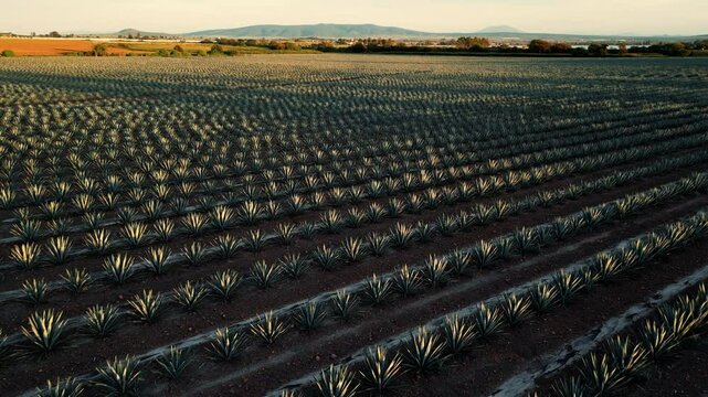 Sembradio de agaves destilado bebida tequila tequilana weber jalisco mexico paisaje agavero cosecha y plantaci&oacute;n industria del agave y del tequila