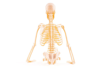 Realistic Human Skeleton Model Isolated On White Background