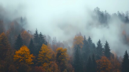 Foggy morning in an autumn forest, with orange and yellow leaves on the trees, creating a peaceful and calming seasonal landscape.